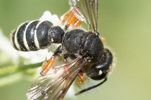 Réf. 267 928 : Cerceris tenuivittata
